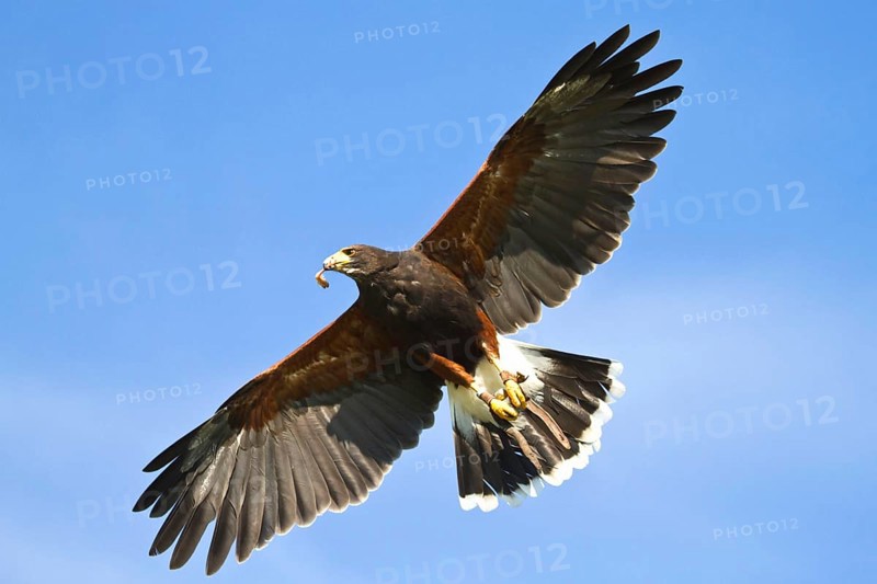 Desert Buzzard