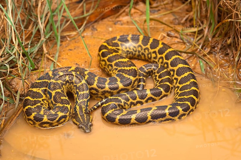 Yellow Paraguay Anaconda