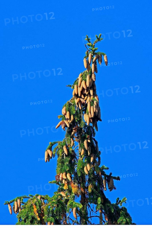 Spruce with heavy fruiting and yellowed shoots