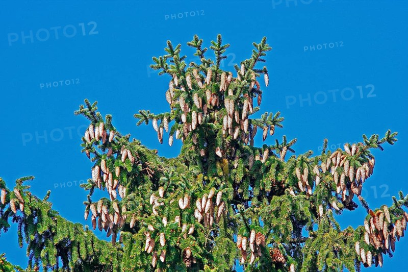 Spruce with heavy fruiting and yellowed shoots