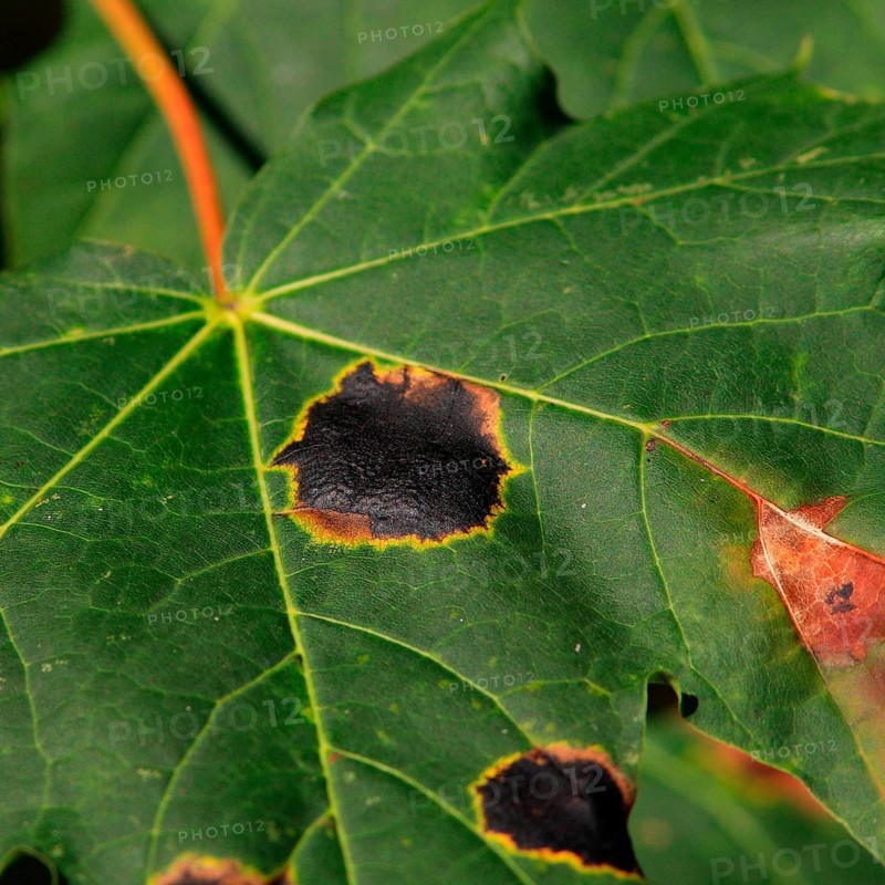 Tar spot disease