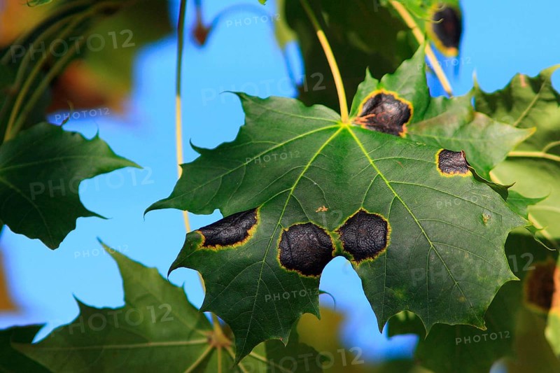 Tar spot disease