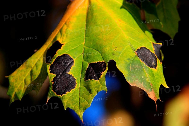 Tar spot disease