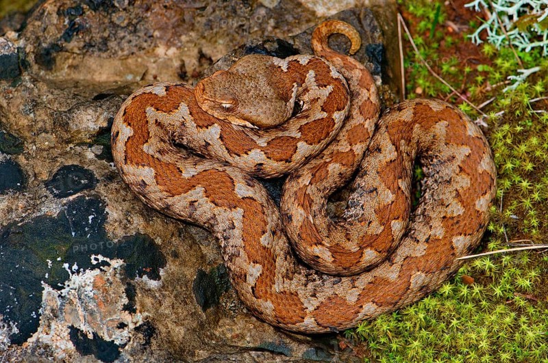 Female horned adder