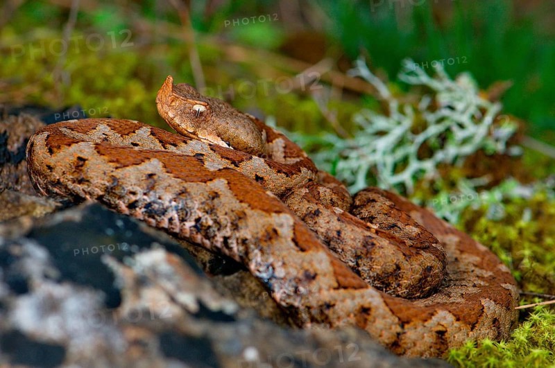 Southern horned viper