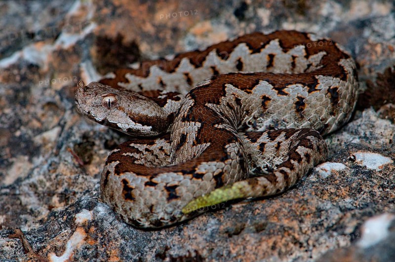 Young horned adder