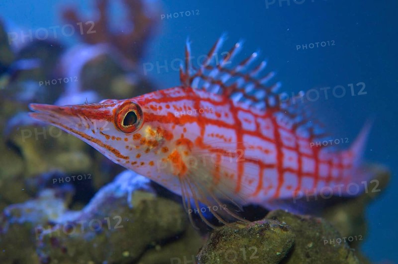 Long-snouted coral guard