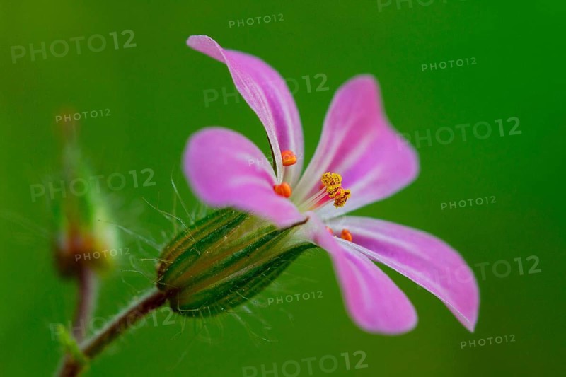 Wood Cranesbill