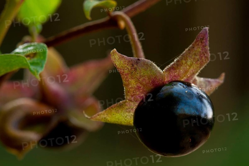 Belladonna