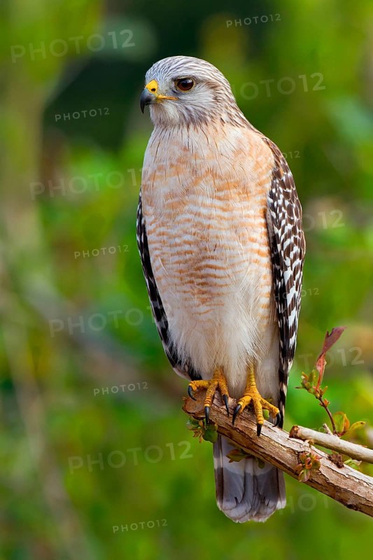 Red-shouldered Hawk