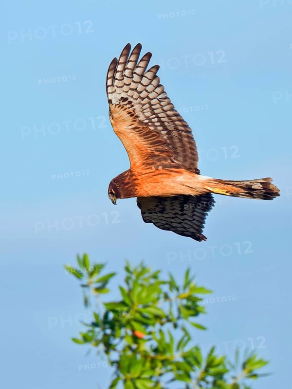 Hudson Harrier