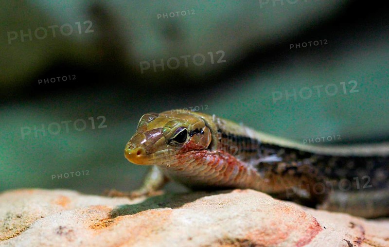 Broad-tailed Shield Lizard