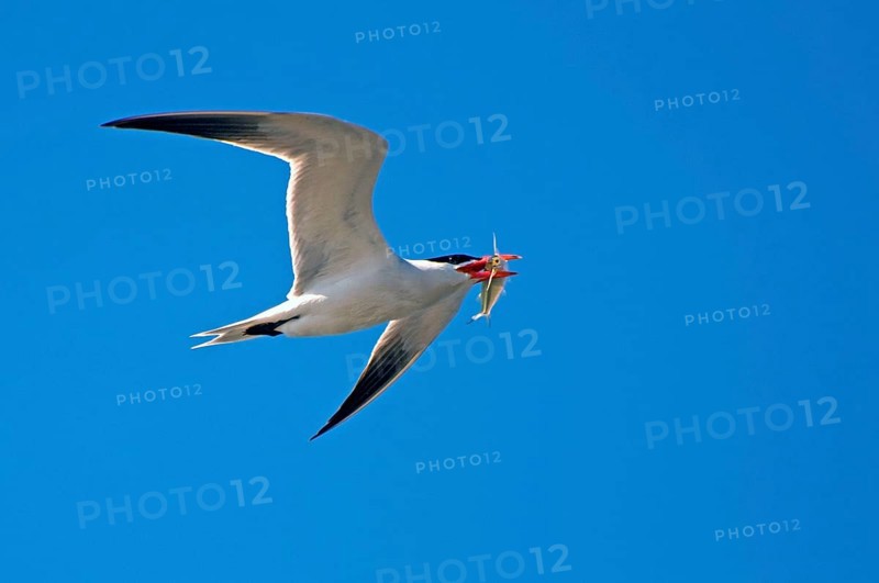 Caspian Tern