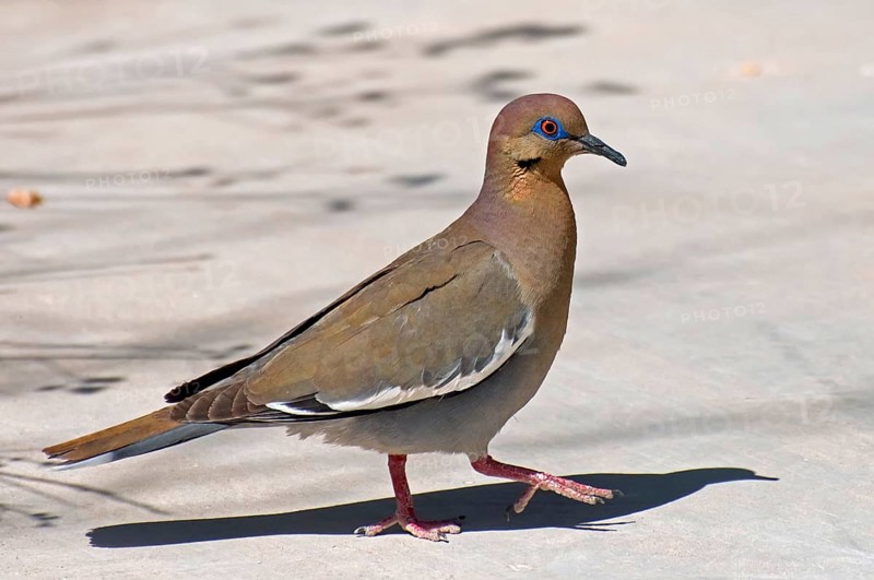 WHITE-WINGED DOVE