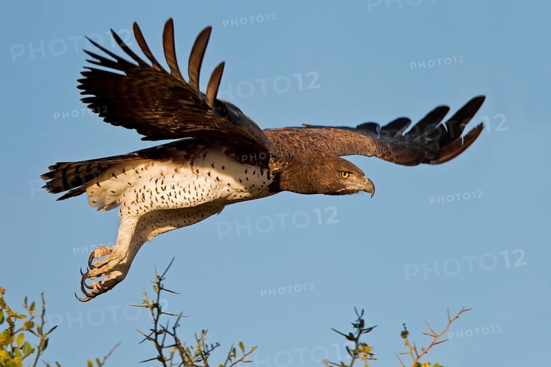 Martial Eagle