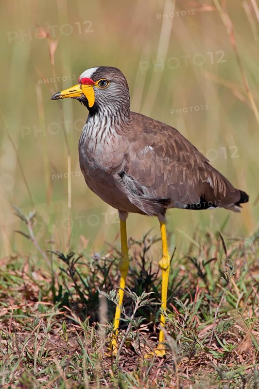 Rock Plover