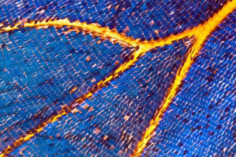 Butterfly scales