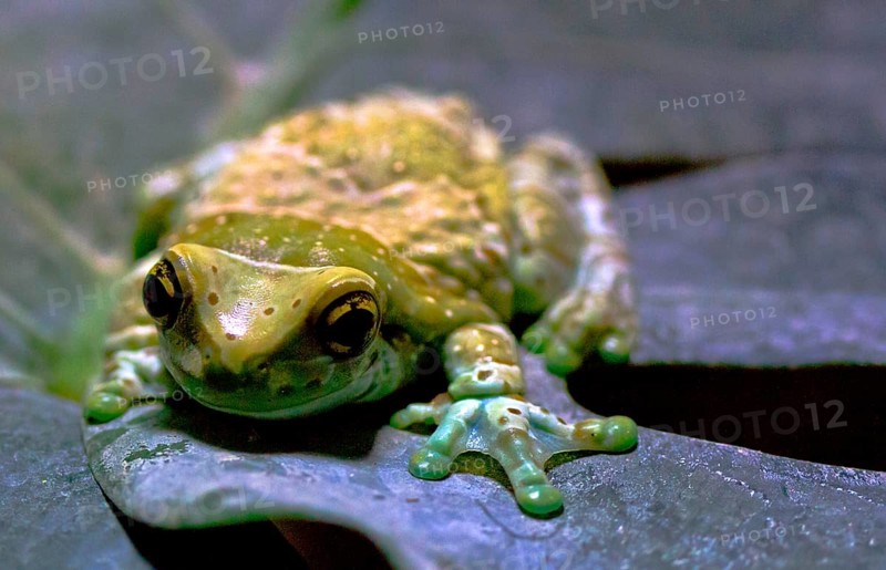 Tree Hollow Tree Frog
