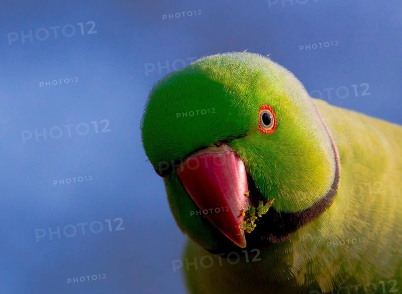 Rose-ringed Parakeet