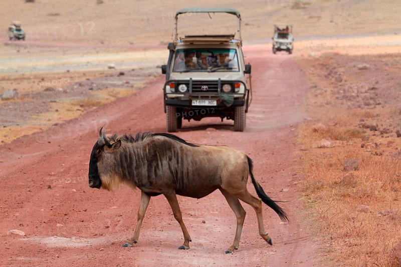 Blue wildebeest crossing road