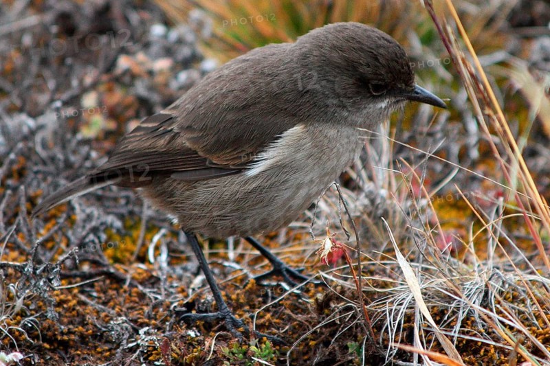 Alpine Wheatear