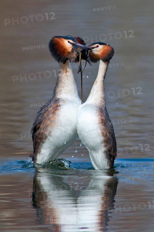 Great Crested Grebe