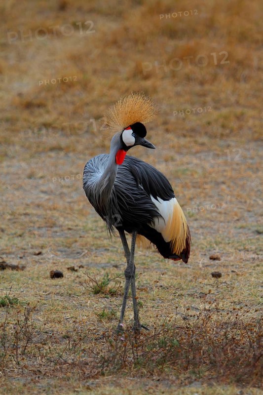 Grey-necked Crowned Crane