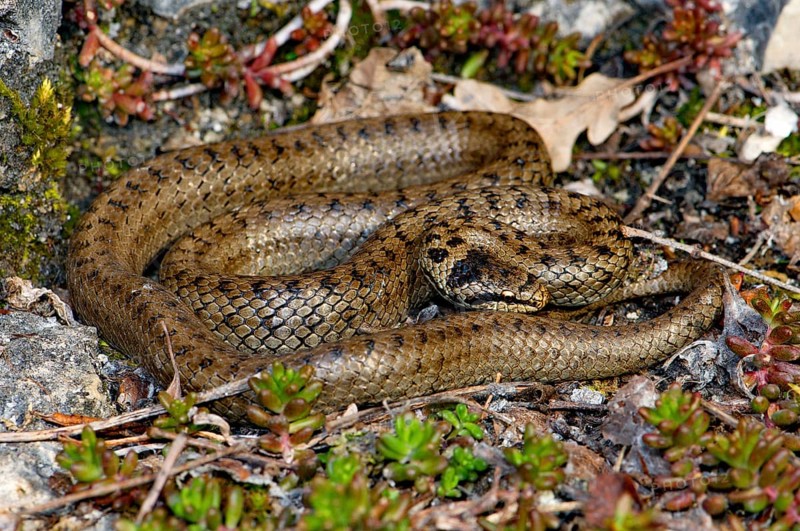 Smooth snake