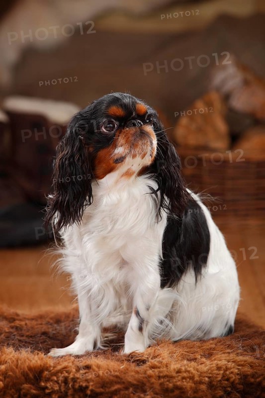 King Charles Spaniel