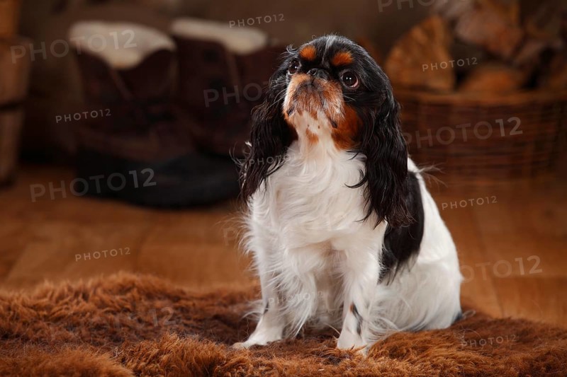 King Charles Spaniel