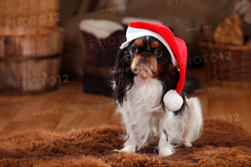King Charles Spaniel