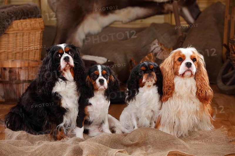 King Charles Spaniel and Cavalier King Charles Spaniel