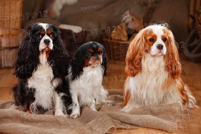 King Charles Spaniel and Cavalier King Charles Spaniel