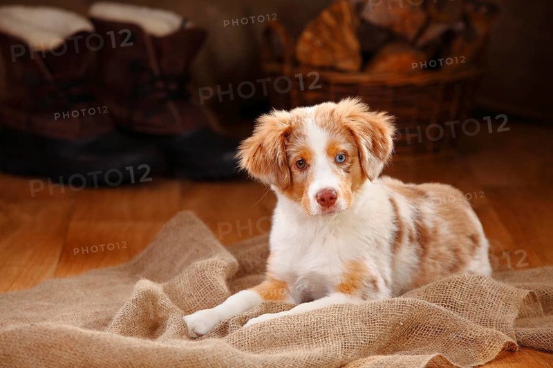 Miniature Australian Shepherd