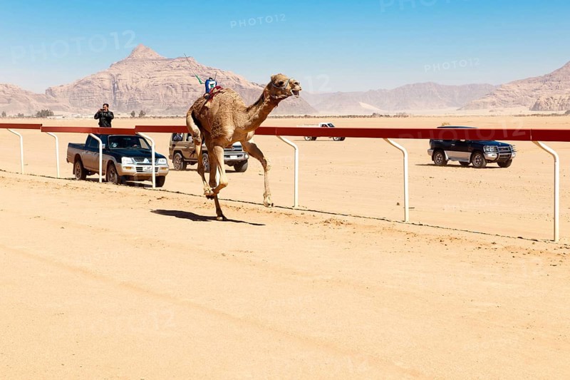 Official Camel Race in Wadi Rum