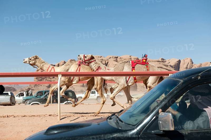 Bedouin watches official camel race in Wadi Rum from car