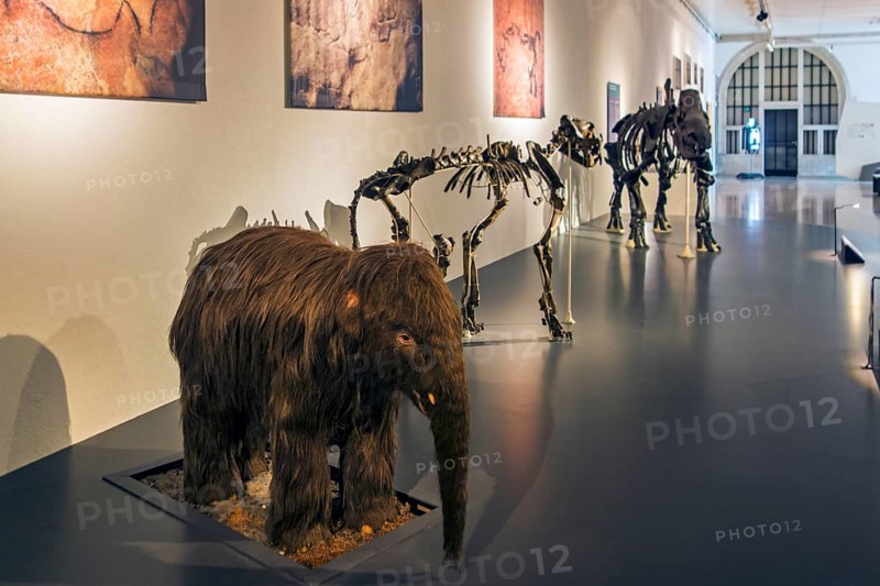 Replica of a woolly mammoth