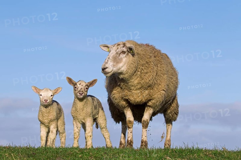 Frisian milk ewe Ewe with two white lambs in a meadow