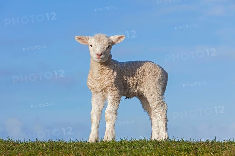White lamb of Frisian milk sheep in a meadow