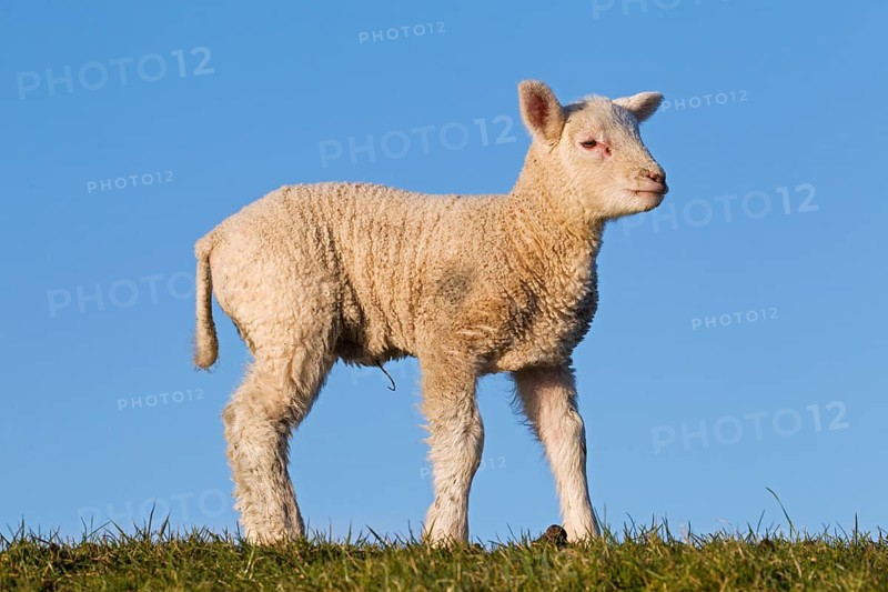 White lamb of Frisian milk sheep in a meadow