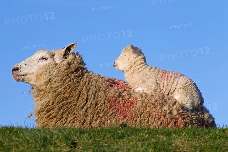 Frisian milk sheep with white lamb on its back resting in a meadow
