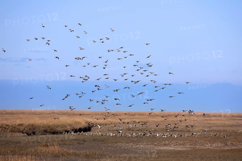 European golden plover