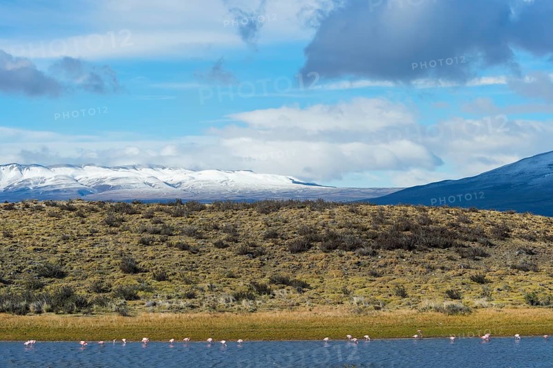 Chilean chilean flamingo