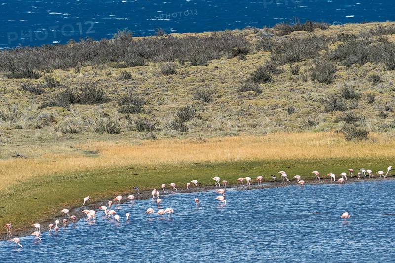 Chilean chilean flamingo