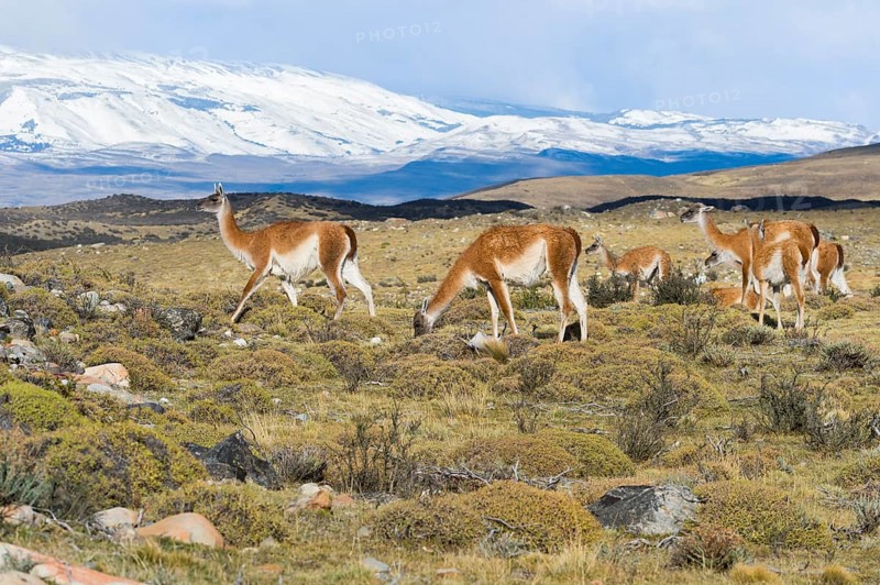 Group of guanacos