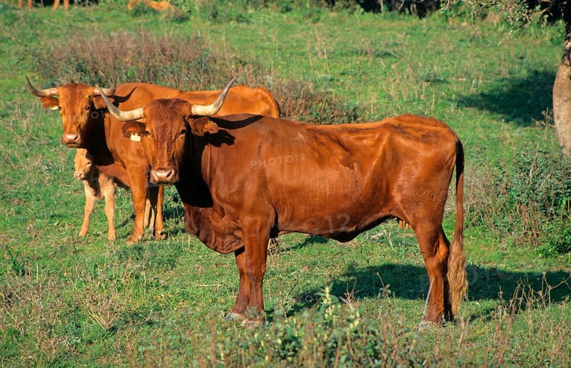 Domestic cattle