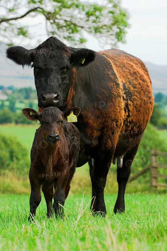 Domestic cattle
