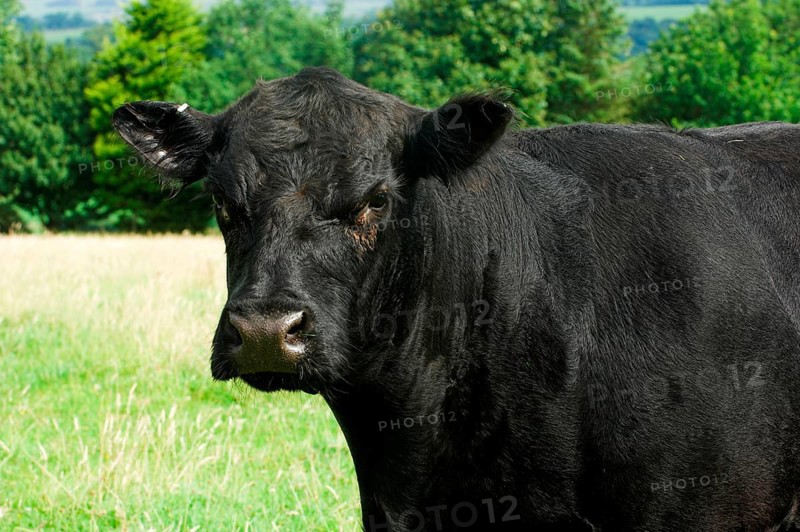 Domestic cattle