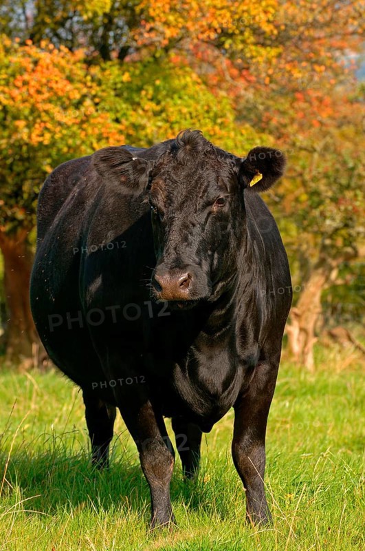Domestic cattle