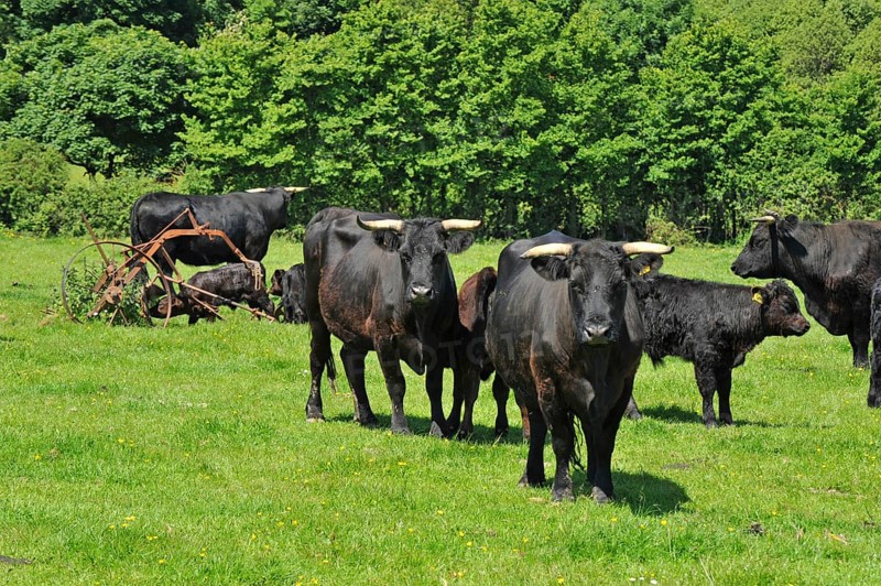 Domestic cattle